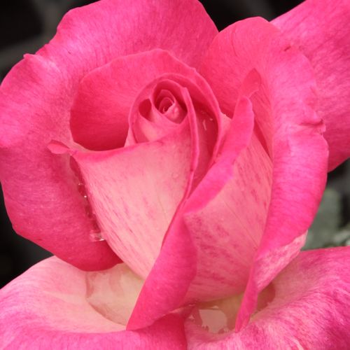 Online rózsa rendelés - Rózsaszín - teahibrid rózsa - diszkrét illatú rózsa - Rosa Rose Gaujard - Jean-Marie Gaujard - Vágott virágnak, sövénynek és szegélyágyba is alkalmas. Robusztus, egészséges, könnyen nevelhető fajta. Enyhe, de friss és gyümölcsös, j